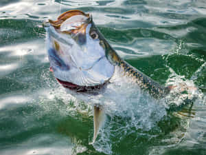 Leaping Tarpon Catching Fish Wallpaper