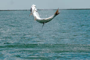 Leaping Tarpon Spectacle Wallpaper