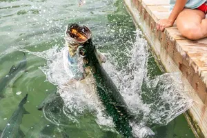 Leaping Tarpon Splash Wallpaper