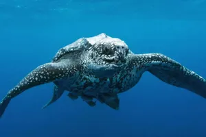 Leatherback Sea Turtle Swimming Underwater.jpg Wallpaper