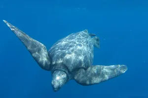 Leatherback Turtle Swimming Blue Ocean Wallpaper