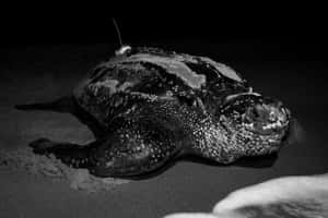 Leatherback Turtleon Sandat Night Wallpaper