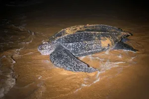 Leatherback Turtleon Shore Wallpaper