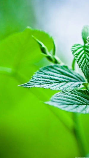 Leaves Iphone Closeup Wallpaper