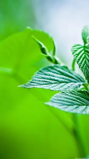 Leaves Iphone Closeup Wallpaper