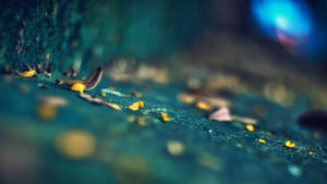 Leaves On Concrete Photography Wallpaper