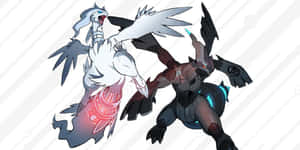 Legendary Pokemon Rivalry Zekrom Reshiram Wallpaper