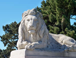 Legionof Honor Lion Statue Wallpaper