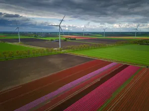 Lelystad Windmillsand Colorful Tulip Fields Wallpaper