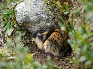 Lemming Hiding Behind Rock Wallpaper