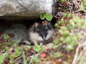 Lemming Peeking From Burrow.jpg Wallpaper