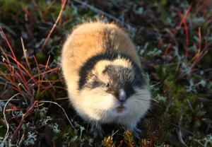 Lemmingin Natural Habitat Wallpaper