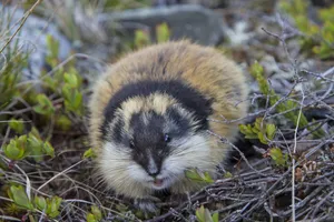 Lemmingin Natural Habitat Wallpaper