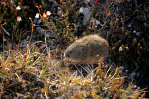 Lemmingin Natural Habitat Wallpaper