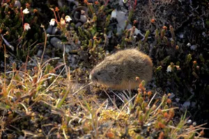 Lemmingin Natural Habitat Wallpaper