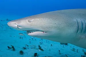 Lemon Shark Close Up Underwater.jpg Wallpaper