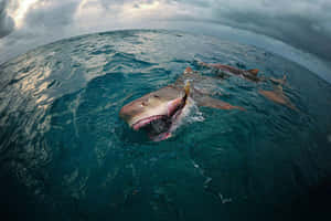 Lemon Shark Surface Swim Wallpaper