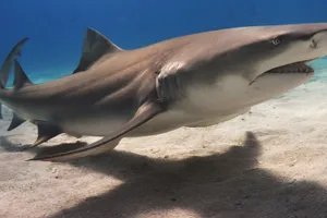 Lemon Shark Swimming Over Sandy Seabed Wallpaper