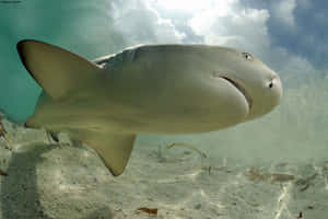 Lemon Shark Underwater Photography Wallpaper