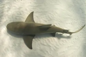 Lemon Shark Underwater Serenity Wallpaper