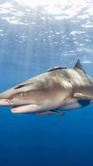 Lemon Shark Underwater Swimming Wallpaper