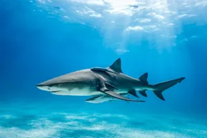Lemon Shark Underwater Swimming Wallpaper