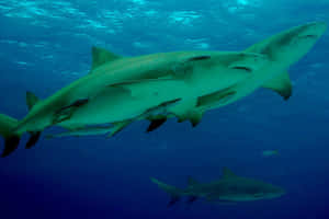 Lemon Sharks Swimming Underwater Wallpaper
