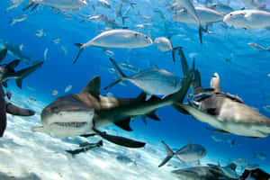 Lemon Sharks Swimming With Fish Wallpaper
