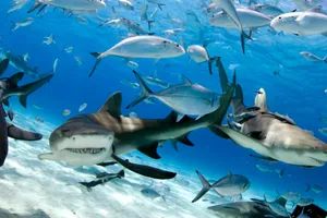 Lemon Sharks Swimming With Fish Wallpaper