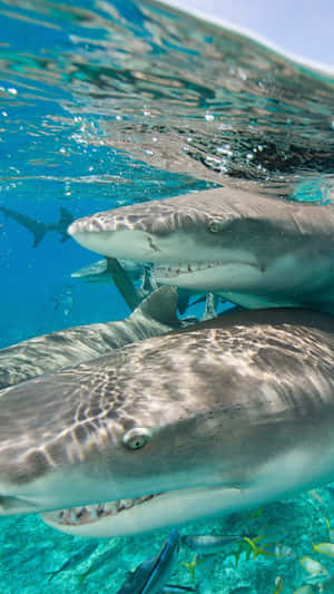 Lemon Sharks Underwater Encounter Wallpaper