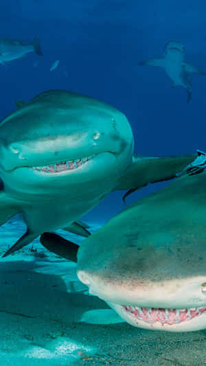 Lemon Sharks Up Close Wallpaper