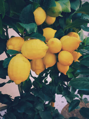 Lemon Tree Fruit Iphone Wallpaper