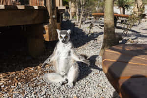 Lemur Sunbathing Melbourne Zoo Wallpaper