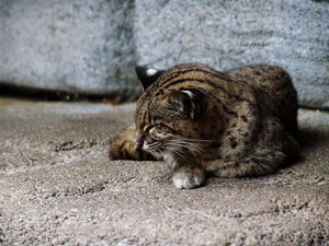 Leopard Cat Restingon Concrete Wallpaper