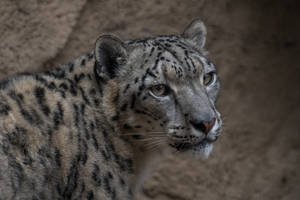 Leopard Close-up Awesome Animal Wallpaper