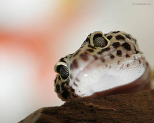 Leopard Gecko Curious Look Wallpaper