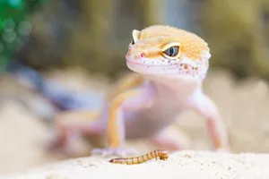 Leopard Geckoand Mealworm.jpg Wallpaper