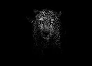 Leopard In Pitch Black Wallpaper
