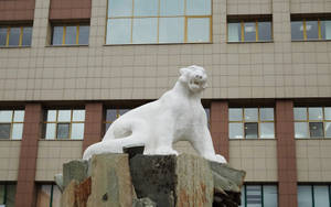 Leopard Monument In Kazan Wallpaper