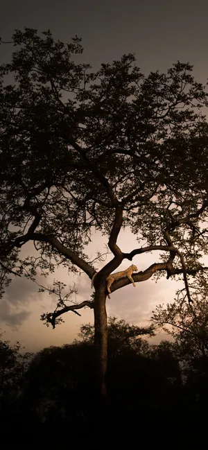 Leopard On A Tree Africa Iphone Wallpaper