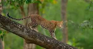 Leopard Prowling Tree Branch4 K Wallpaper