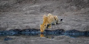 Leopard_ Quenching_ Thirst_at_ Dusk Wallpaper