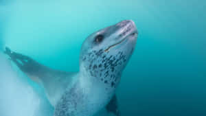 Leopard_ Seal_ Underwater_ Glance.jpg Wallpaper