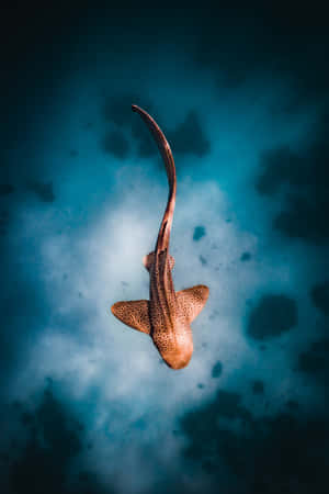 Leopard Shark Aerial View Wallpaper