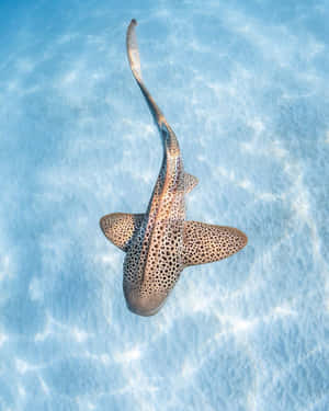 Leopard Shark Aerial View Wallpaper
