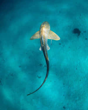 Leopard Shark Aerial View Wallpaper