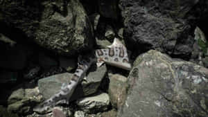 Leopard Shark Amidst Rocks.jpg Wallpaper