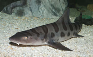 Leopard Shark Aquatic Display Wallpaper