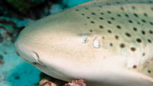 Leopard Shark Close Up Portrait Wallpaper