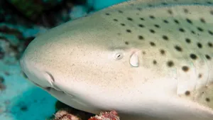 Leopard Shark Close Up Portrait Wallpaper